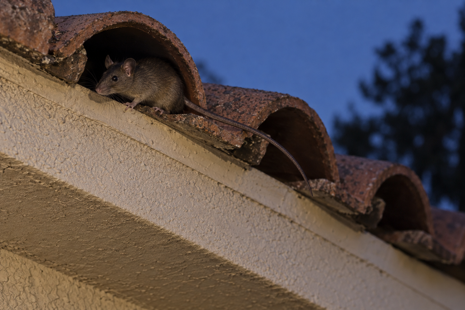 Roof rat at the open end of a tile roof eave